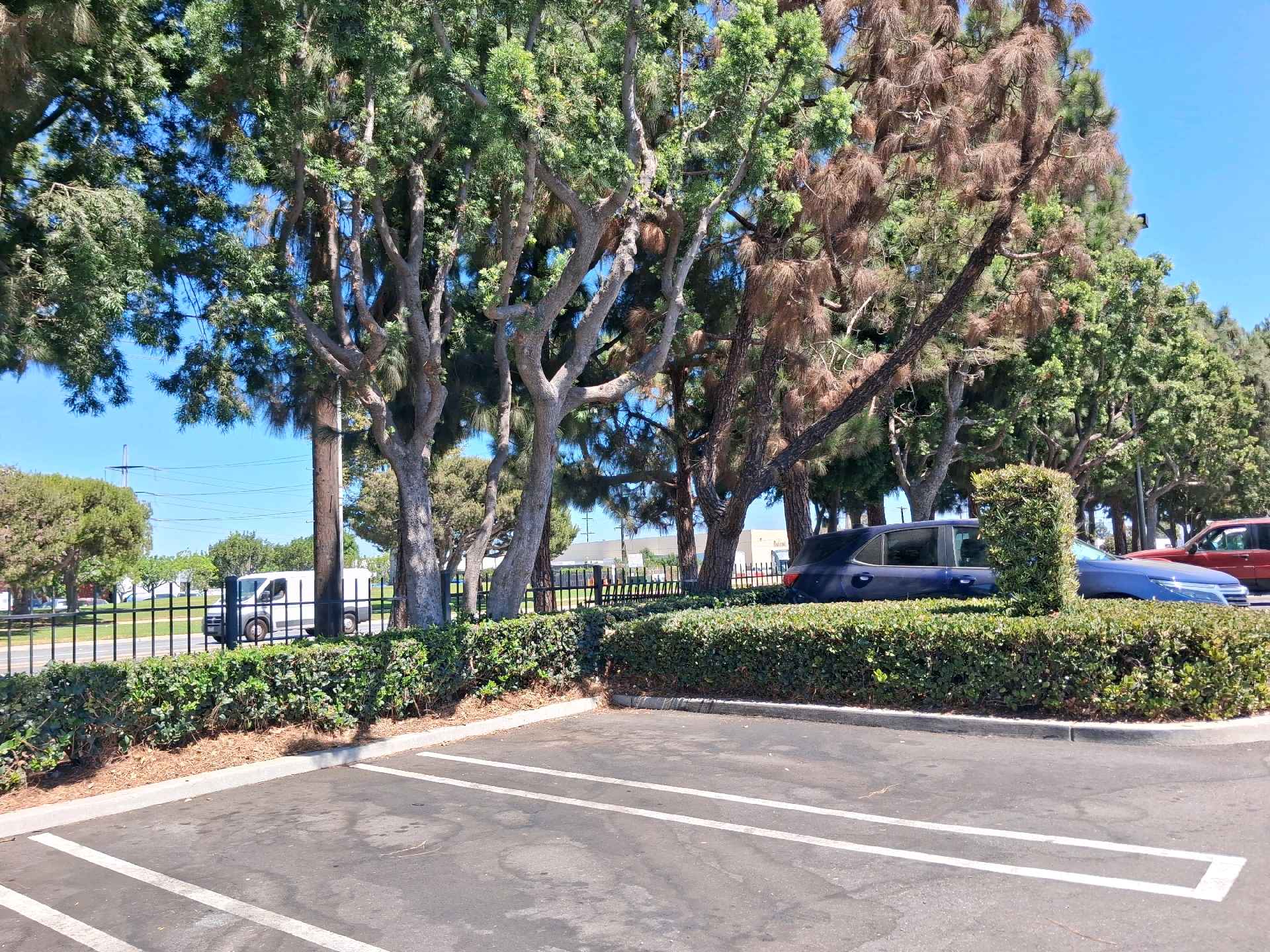 Tree + hedge condition